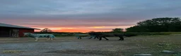  stallplats finnes: Lösdriftsplats för islandsvalacker- Vallentuna - Annons 7
