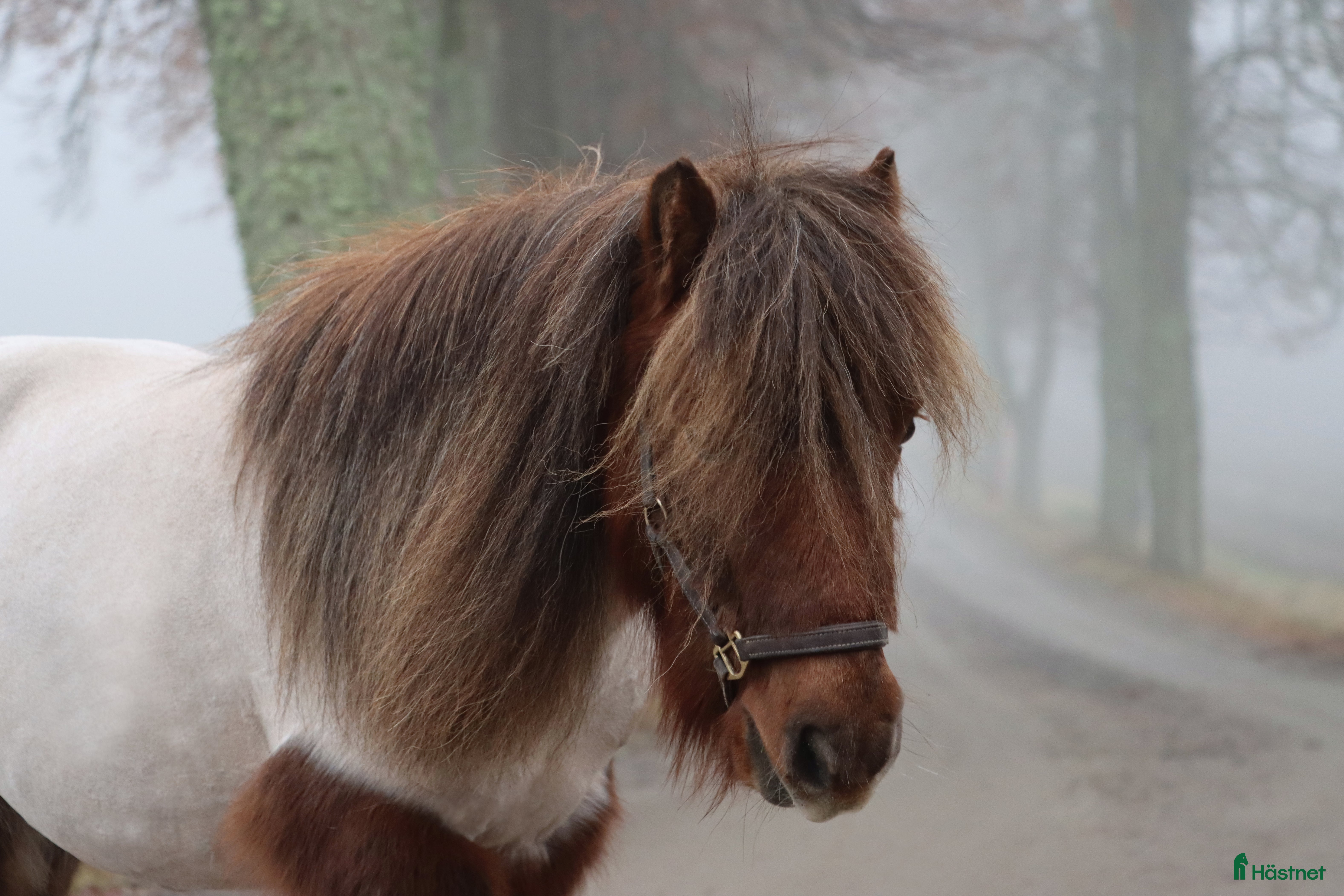  hästar Inriden Shetlandsponny i Bettna - Annons 10