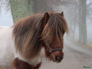 hästar Inriden Shetlandsponny i Bettna - Annons 3