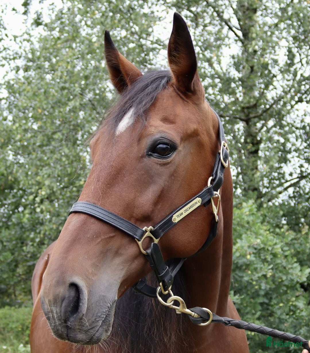 Trav hästar till salu: Fölsto 12 år i Åmål - Annons 1