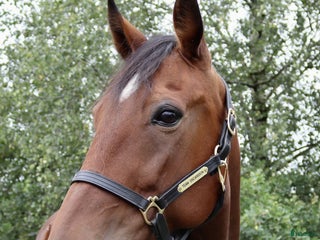 hästar Fölsto 12 år i Åmål - Annons 3