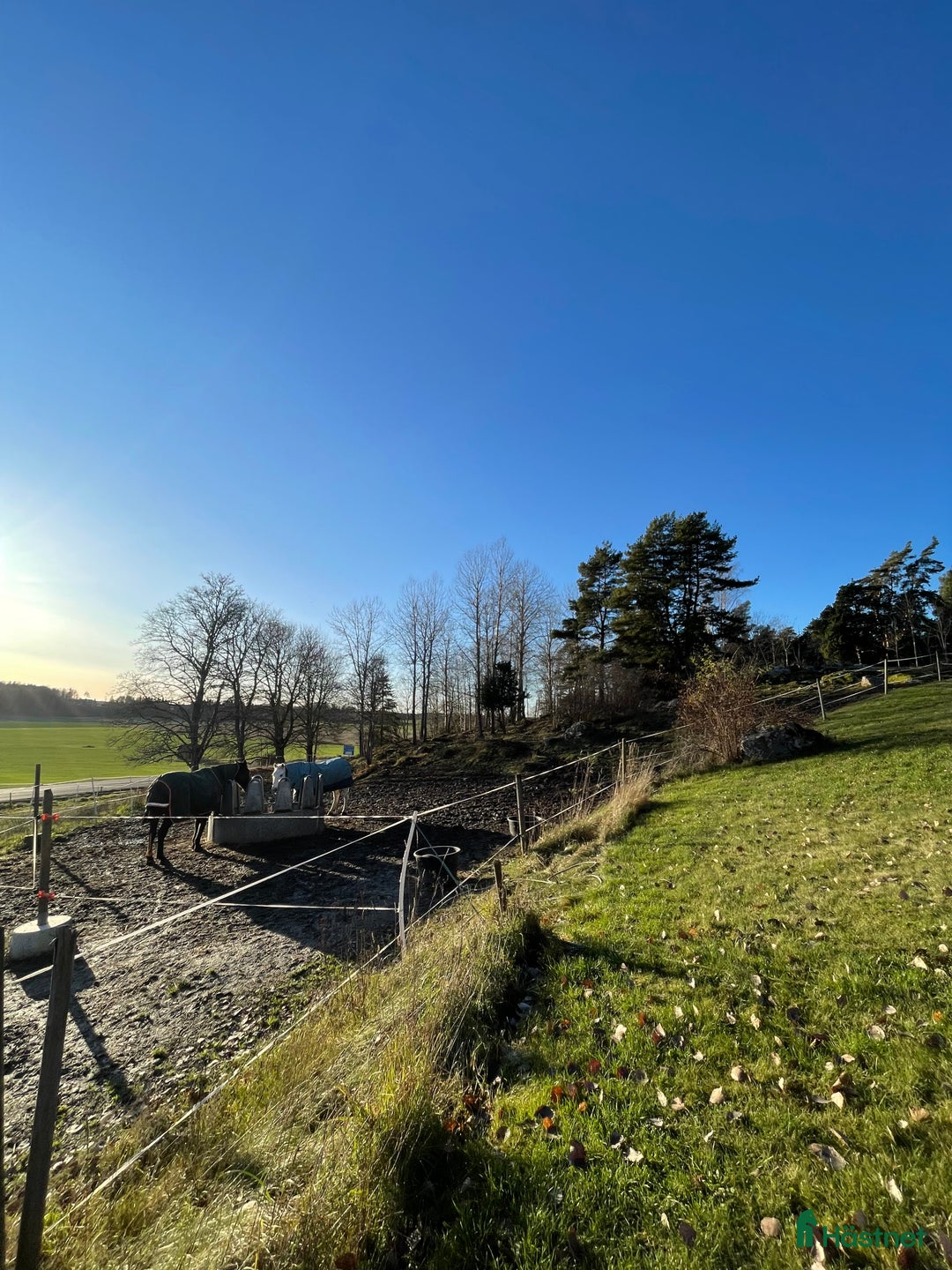 Allround hästar sökes: Söker en bästa vän<3 i Norrtälje - Annons 6