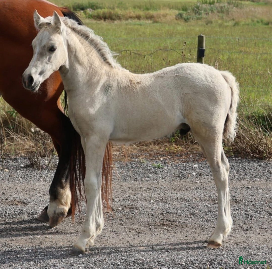 Allround hästar till salu: Buckskin Welsh Cob sec D - Annons 4