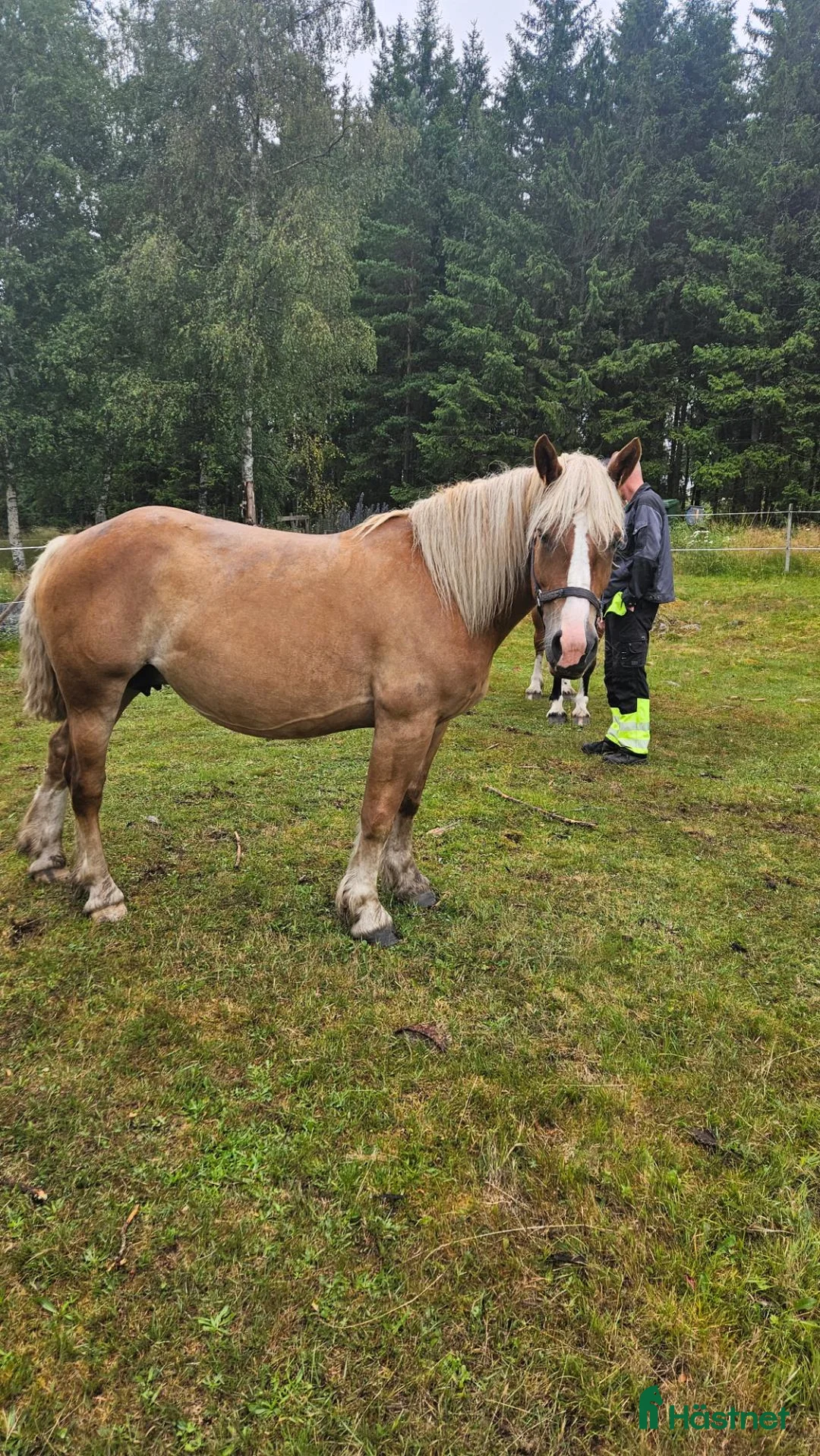 Allround hästar till salu: Mysigt ardennersto i Tenhult - Annons 2
