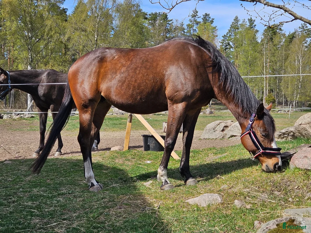 Avelshästar hästar till salu: Avelssto - Annons 3