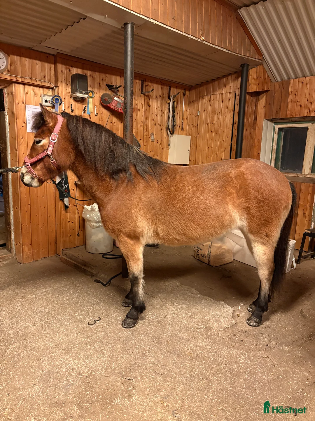 Trav hästar till salu: Mysig ponnytravare - Annons 11