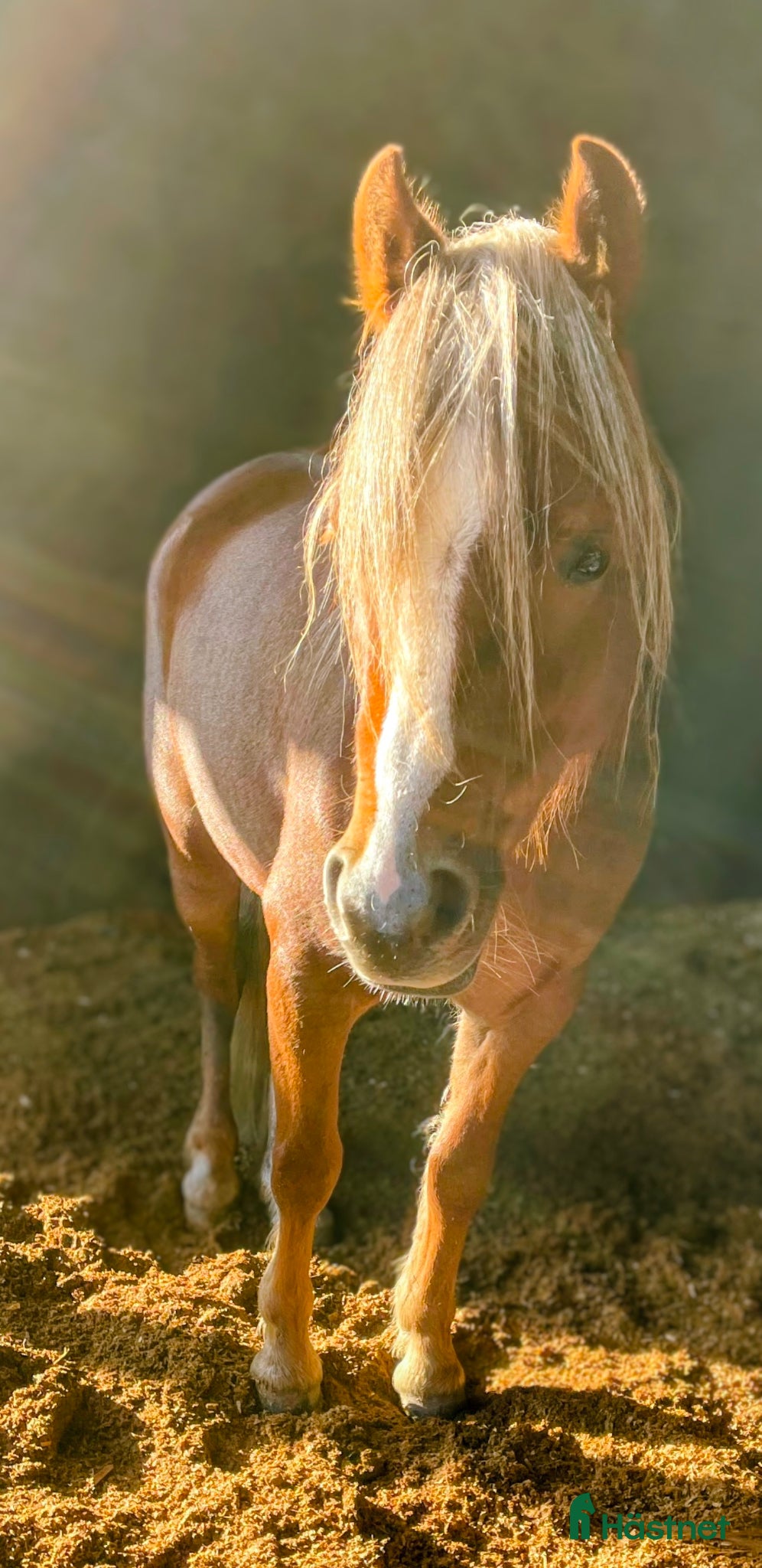  hästar Fantastiskt Welsh mountain sto - Annons 5