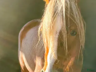 hästar Fantastiskt Welsh mountain sto - Annons 5