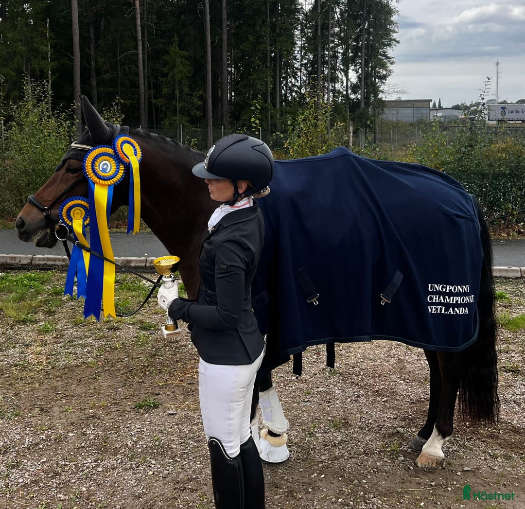 Dressyr hästar till salu: Sveriges bästa 7-åriga dressyrponny i Falun - Annons 3