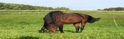 stallplats finnes: Stallplats i Nol/Alafors - Annons 1