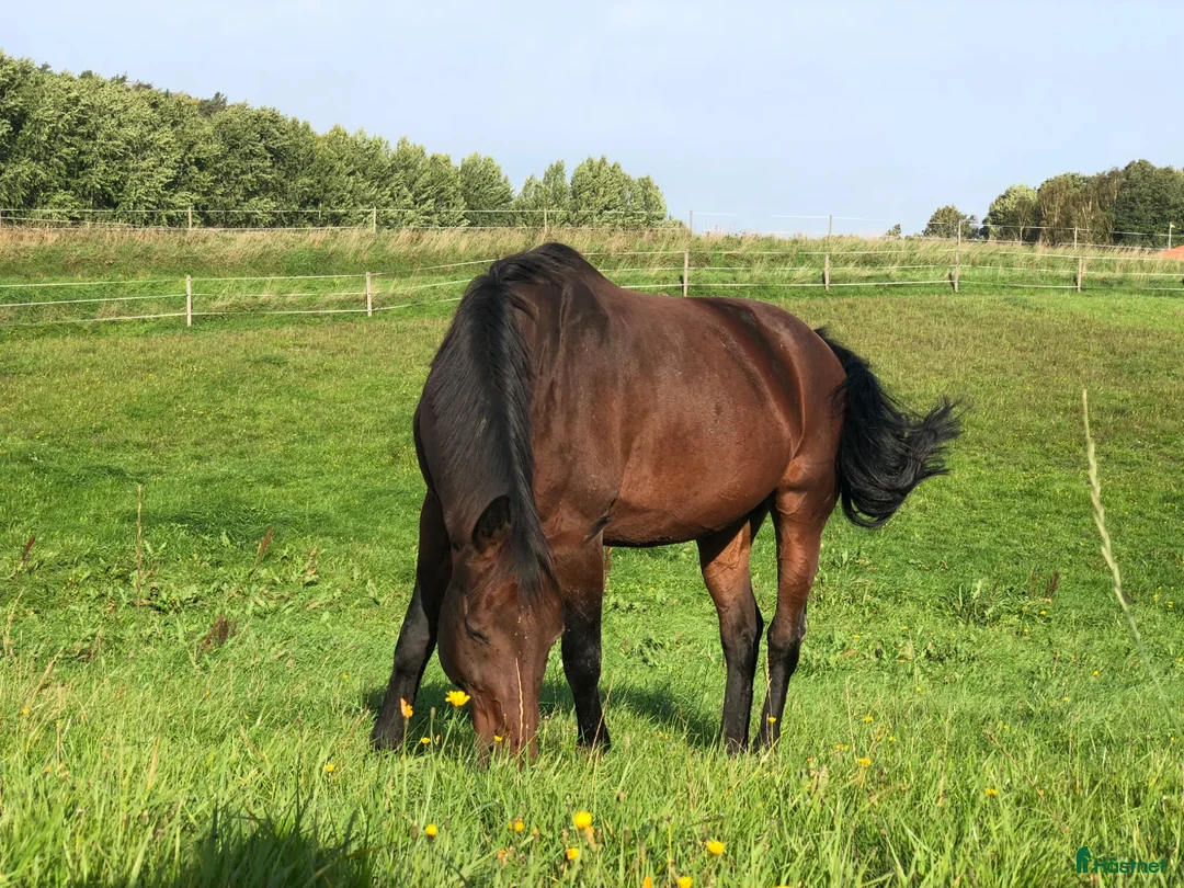  stallplats finnes: Stallplats i Nol/Alafors - Annons 1