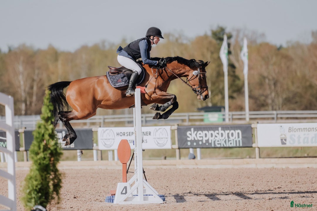 Hoppning hästar till salu: 6-årigt sto e. Indoctro i Kolmården - Annons 1