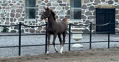  hästar i Mjöhult - Annons 6