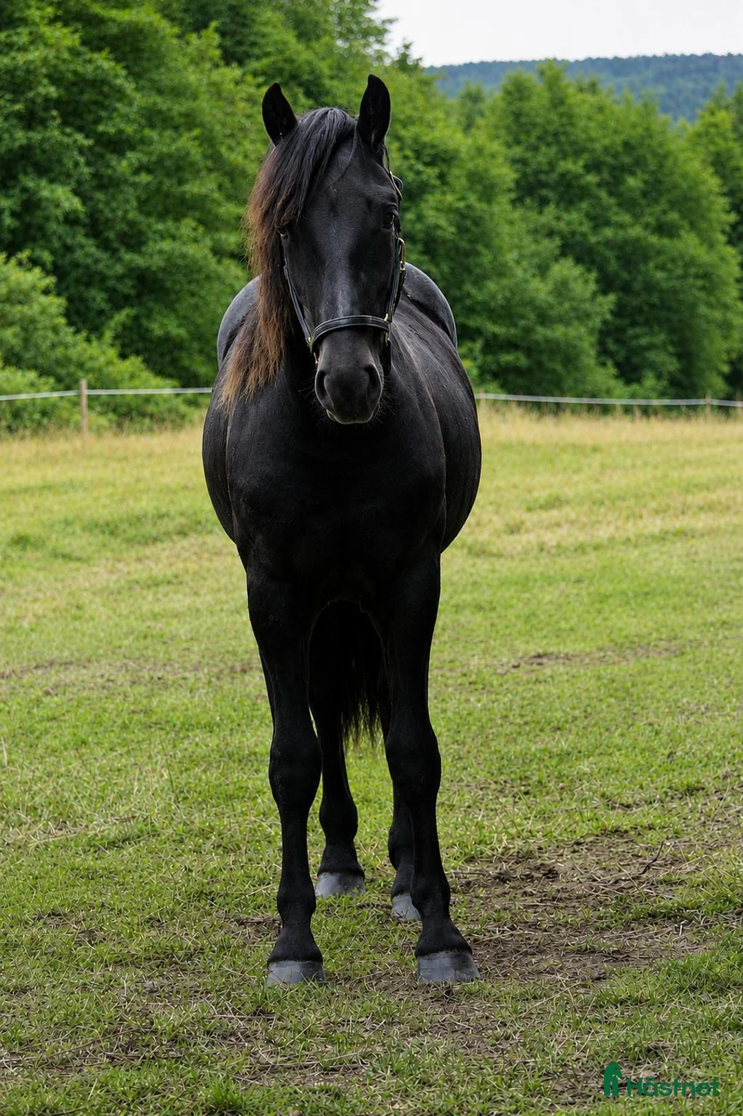 Trav hästar till salu: Vacker 1-årig kallblods hingst till trav  - Annons 2