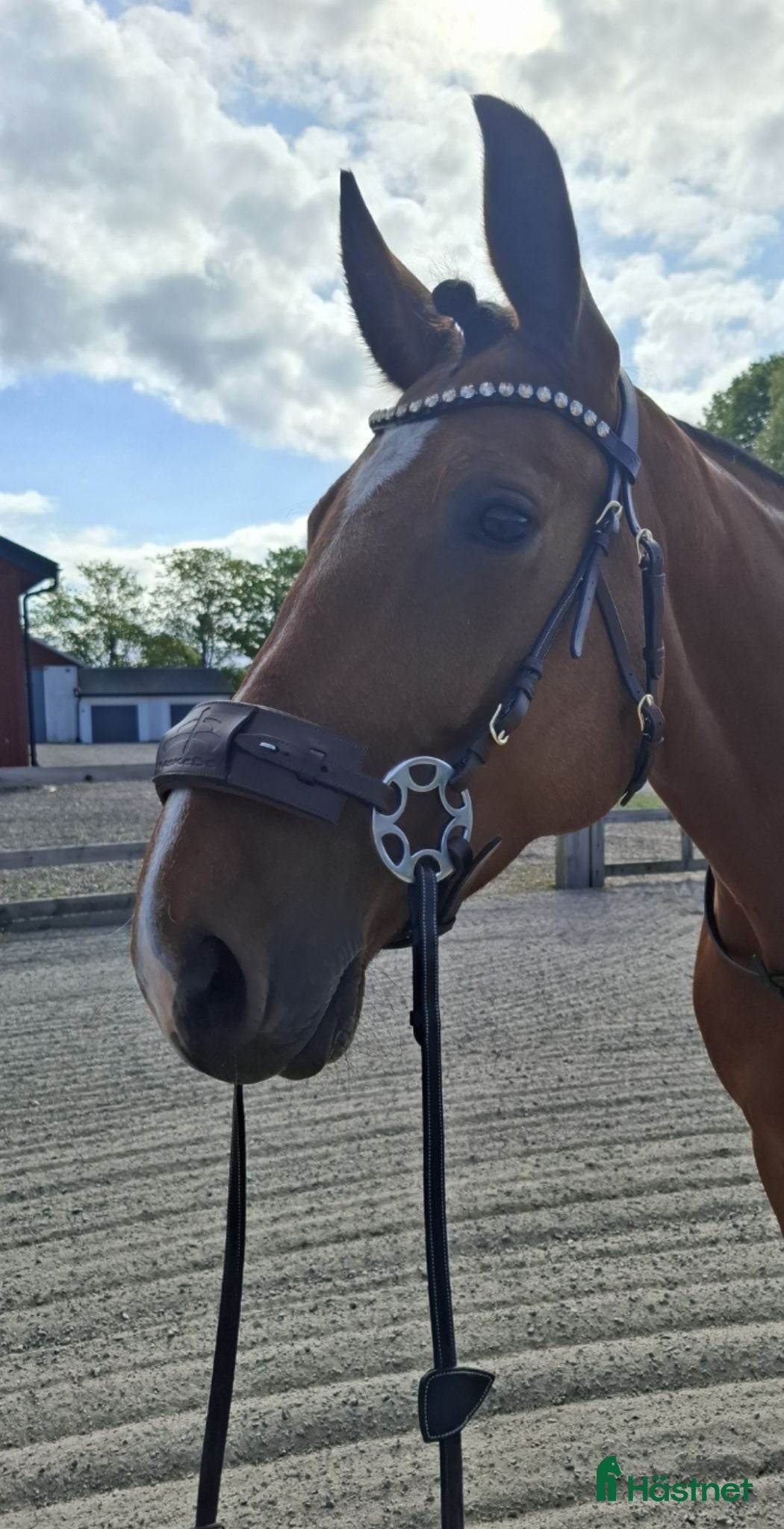  hästar Fin allroundhäst - Annons 8