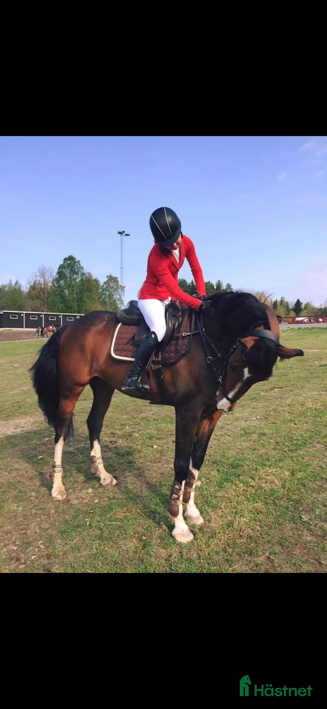 Hoppning hästar till salu: Superfint sto e: Tenor du Gue  i Ludvigsborg - Annons 8