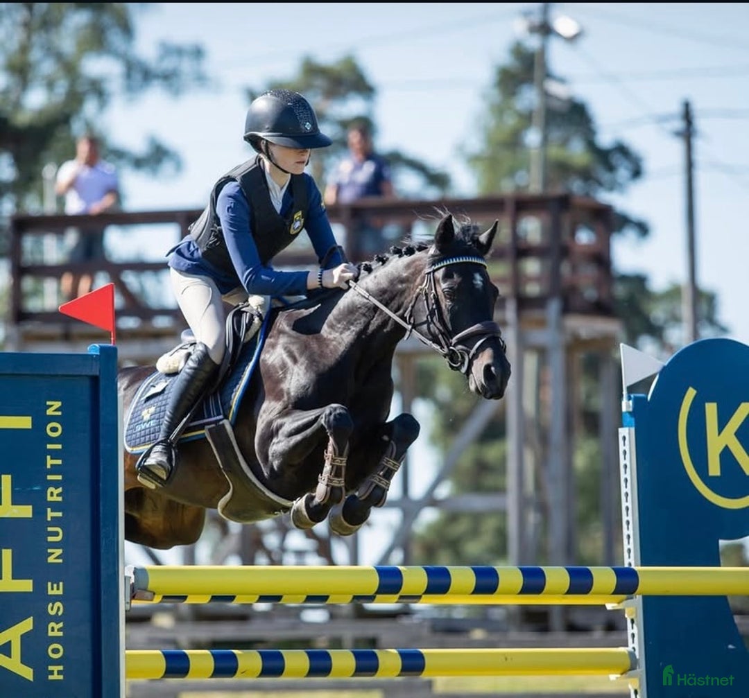 Hoppning hästar till salu: En vacker och känslig ponny med mycket kapacitet i Sköllersta - Annons 1