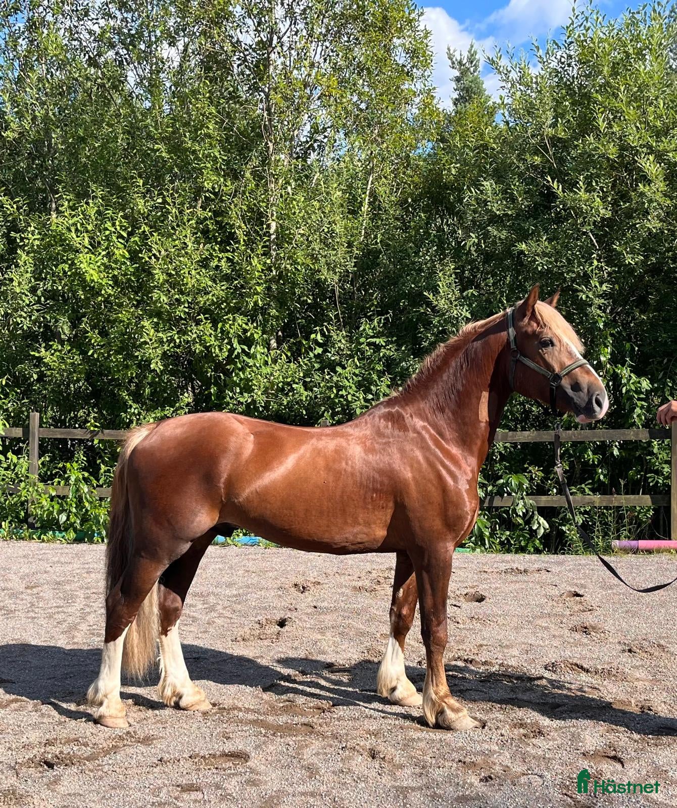  hästar Welsh Cob val med super temperament - Annons 1
