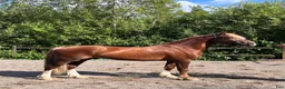 Allround hästar till salu: Welsh Cob val med super temperament - Annons 1