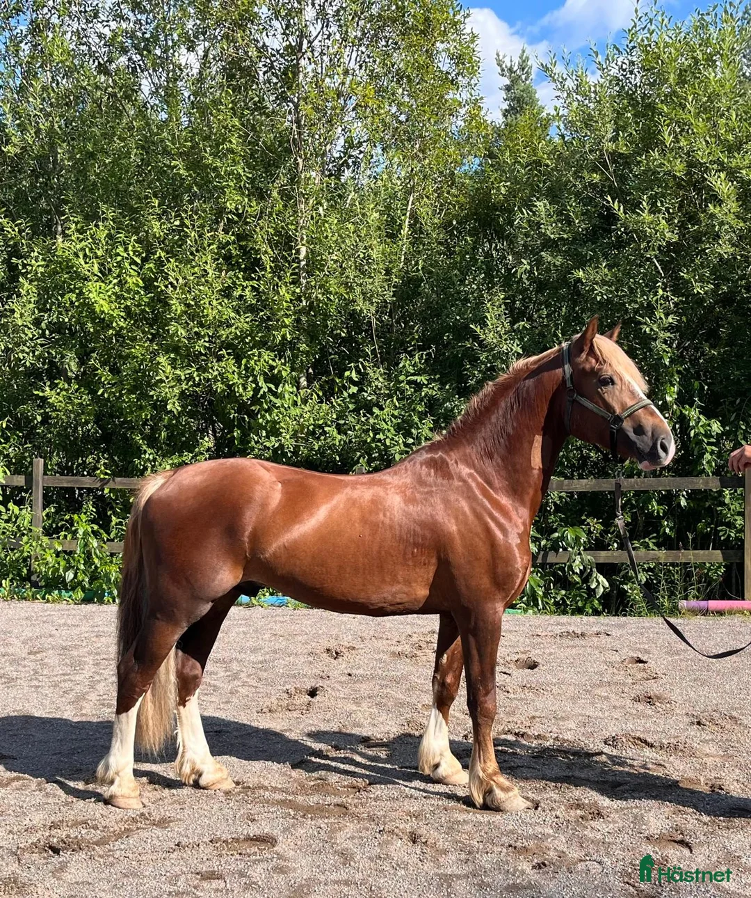 Allround hästar till salu: Welsh Cob val med super temperament - Annons 1