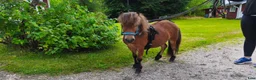 Allround hästar till salu: Mini-shettisvalacker Bosse & Buster (halvbröder) - Annons 2