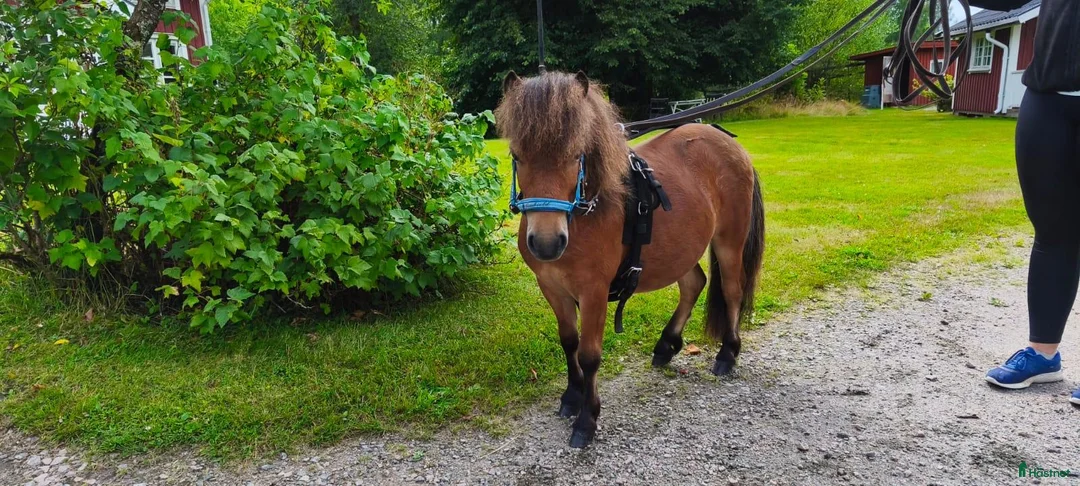Allround hästar till salu: Mini-shettisvalacker Bosse & Buster (halvbröder) - Annons 2