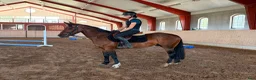 Allround hästar till salu: Connemara valack 🐴 - Annons 4