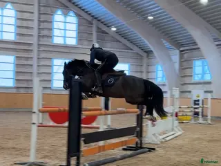 hästar Talangfull maxad C-ponny med kapacitet för toppen - Annons 6