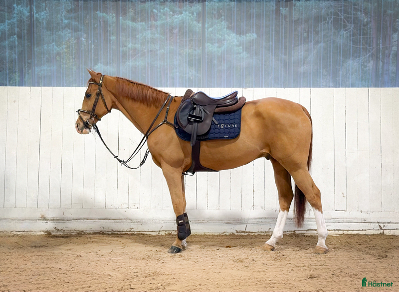  hästar Lyxig läromästare för det största i Kungsängen - Annons 14