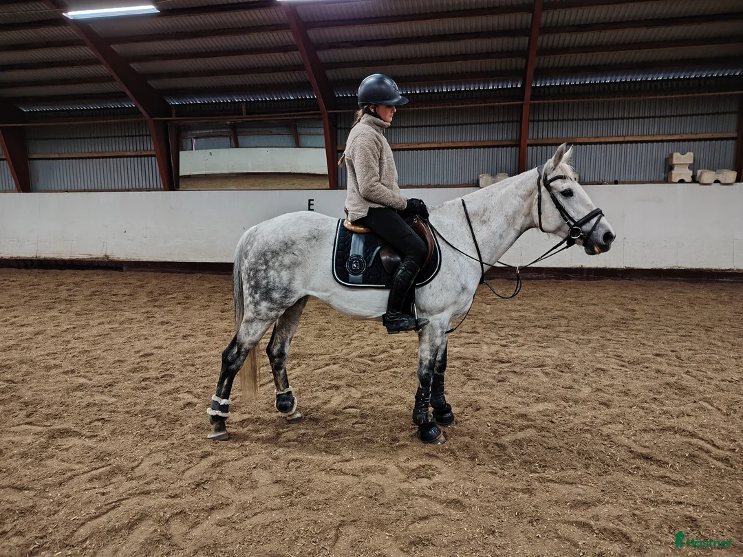 Allround hästar till salu: Snygg d ponny säljes mycket förmånligt!  - Annons 3