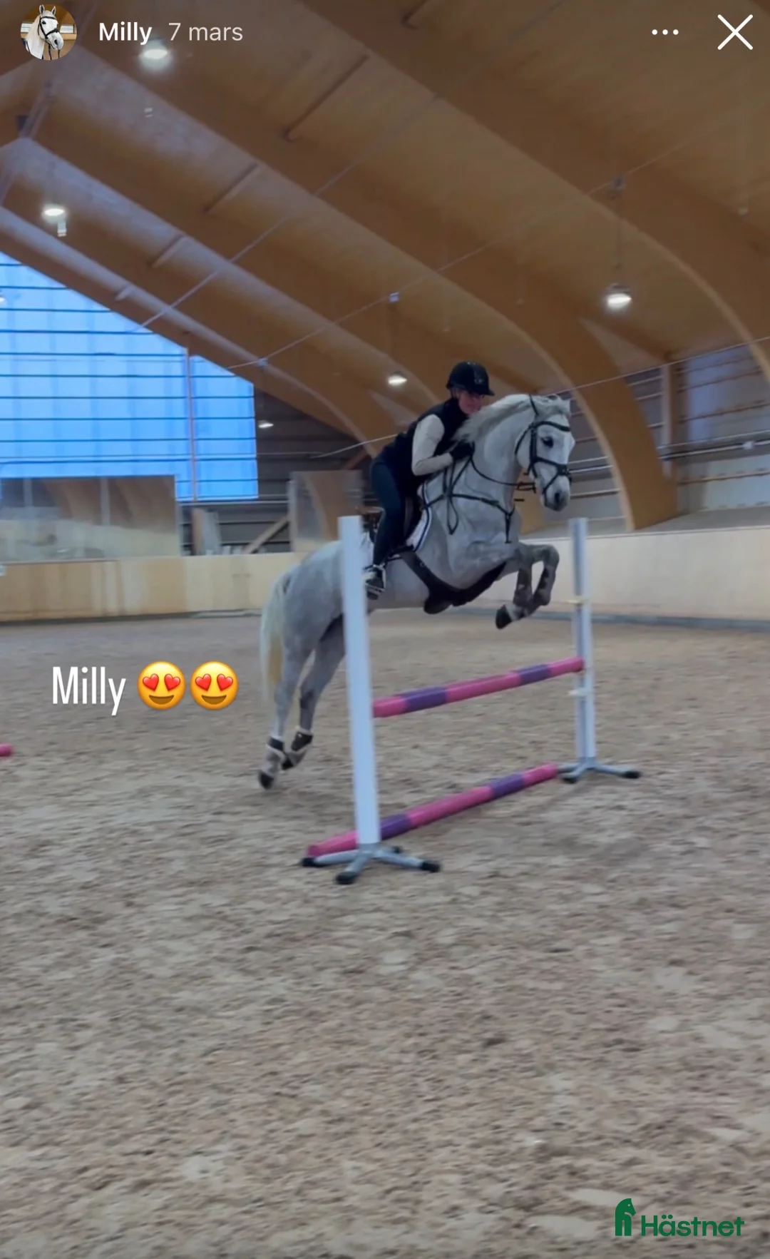 Hoppning hästar till salu: Ponny för högre klasser  - Annons 1