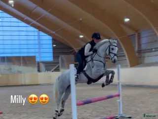 hästar Ponny för högre klasser - Annons 2