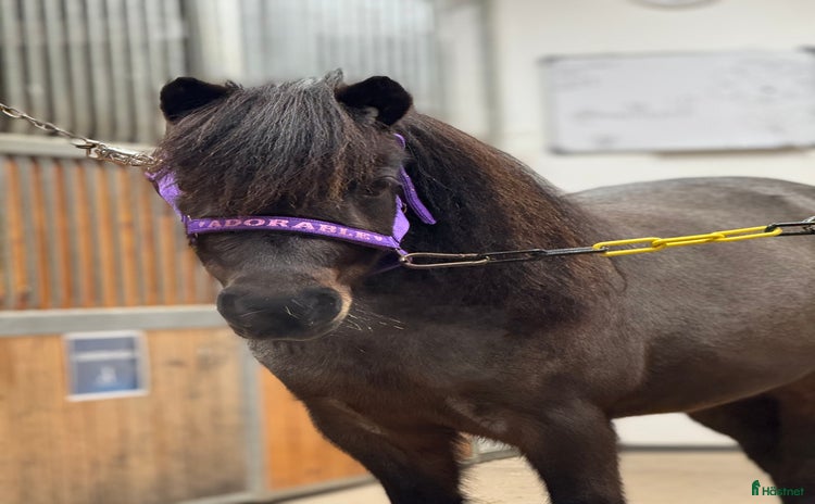  hästar i Årjäng - Annons 7