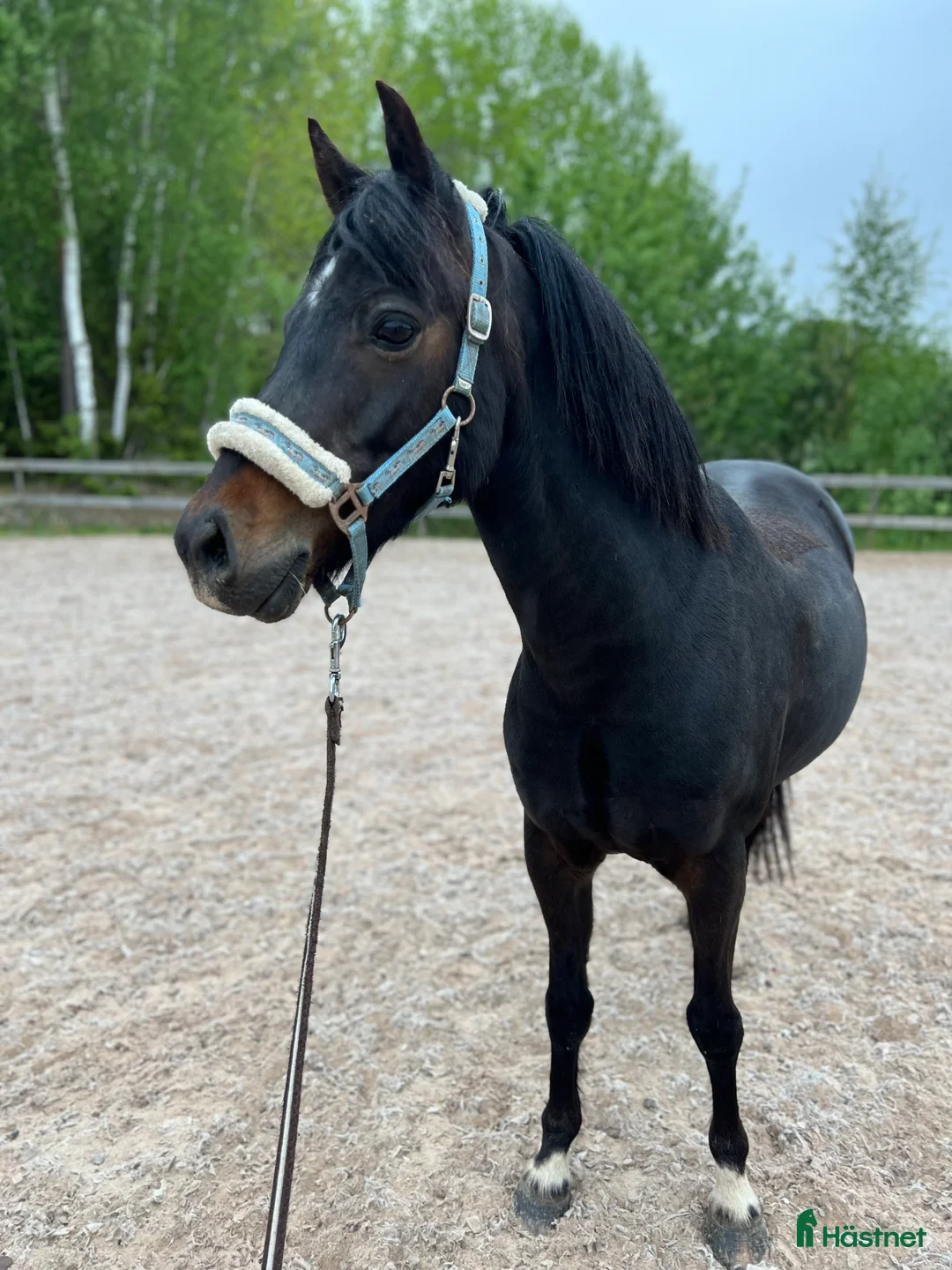 Allround hästar till salu: Maxad B-ponny! - Annons 2