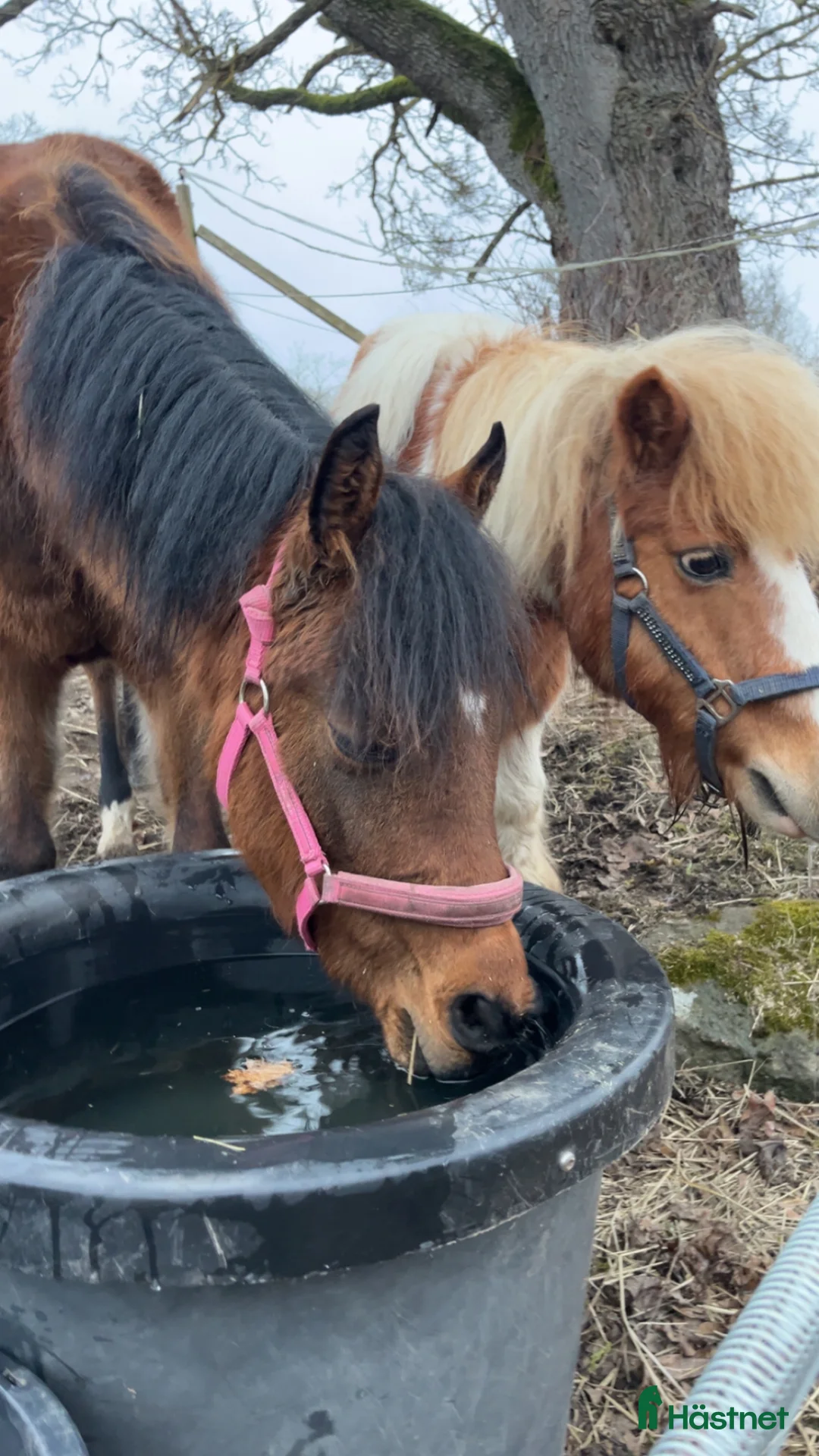 Allround hästar till salu: Vacker w.partbreed i Fridlevstad - Annons 1