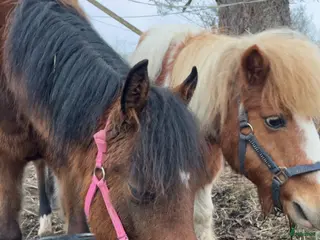 hästar Vacker w.partbreed - Annons 1