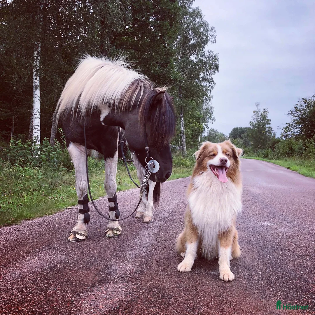 Island hästar till salu: Islandsvalack - Annons 6