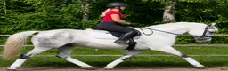 Allround hästar till salu: Exceptional Silesian Mare–The Star for your Future - Annons 7