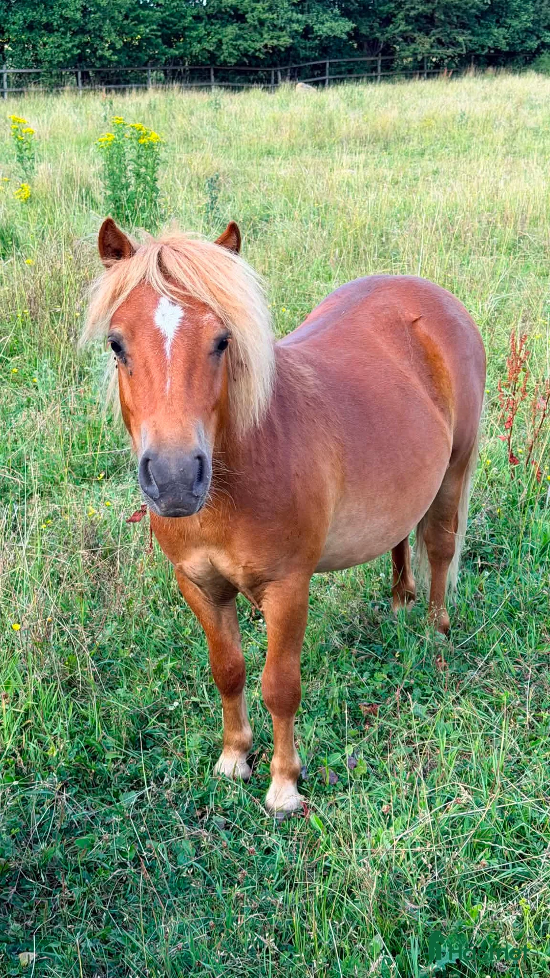 Allround hästar till salu: Mysig shetlandskille, blivande familjeponny - Annons 2