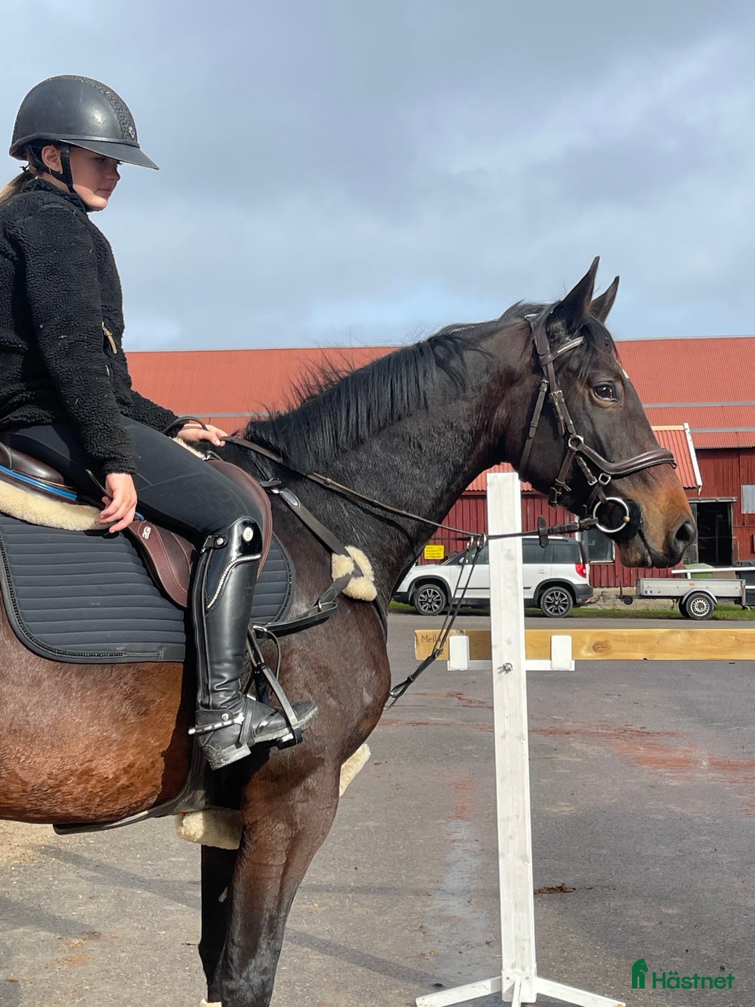 Allround hästar till salu: Utvecklingsbart snällt sto i Vänersborg - Annons 2