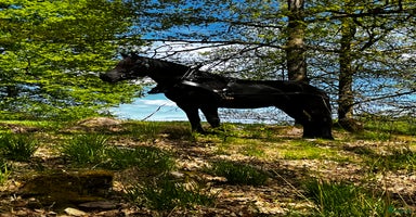  hästar i Markaryd - Annons 16