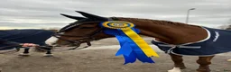Hoppning hästar till salu: Fantastisk läromästare - Annons 4