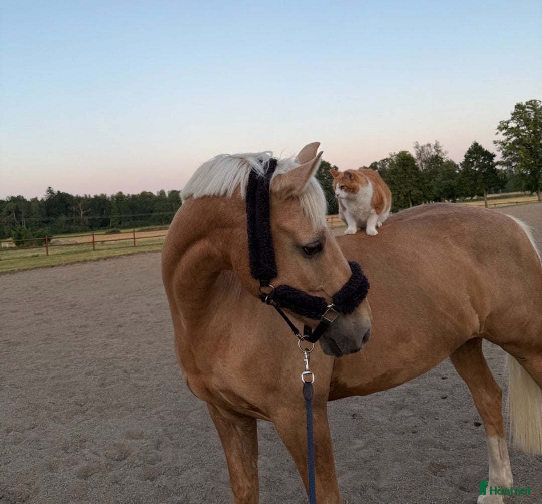 Allround hästar till salu: Cool Läromästare i Lidingö - Annons 5