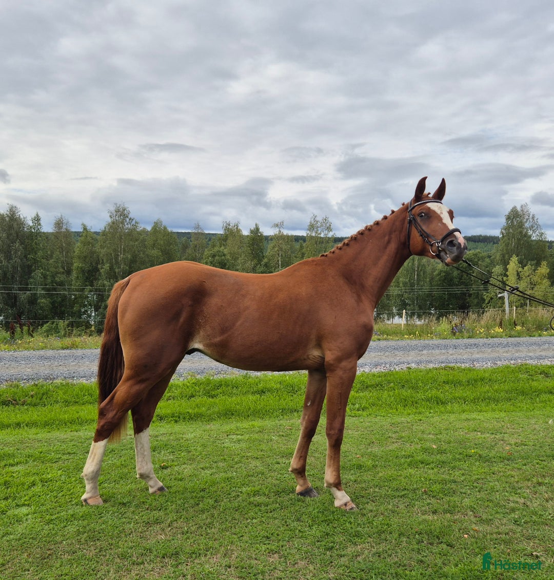 Hoppning hästar till salu: Trevlig valack e. Heartbeat i Boden - Annons 1