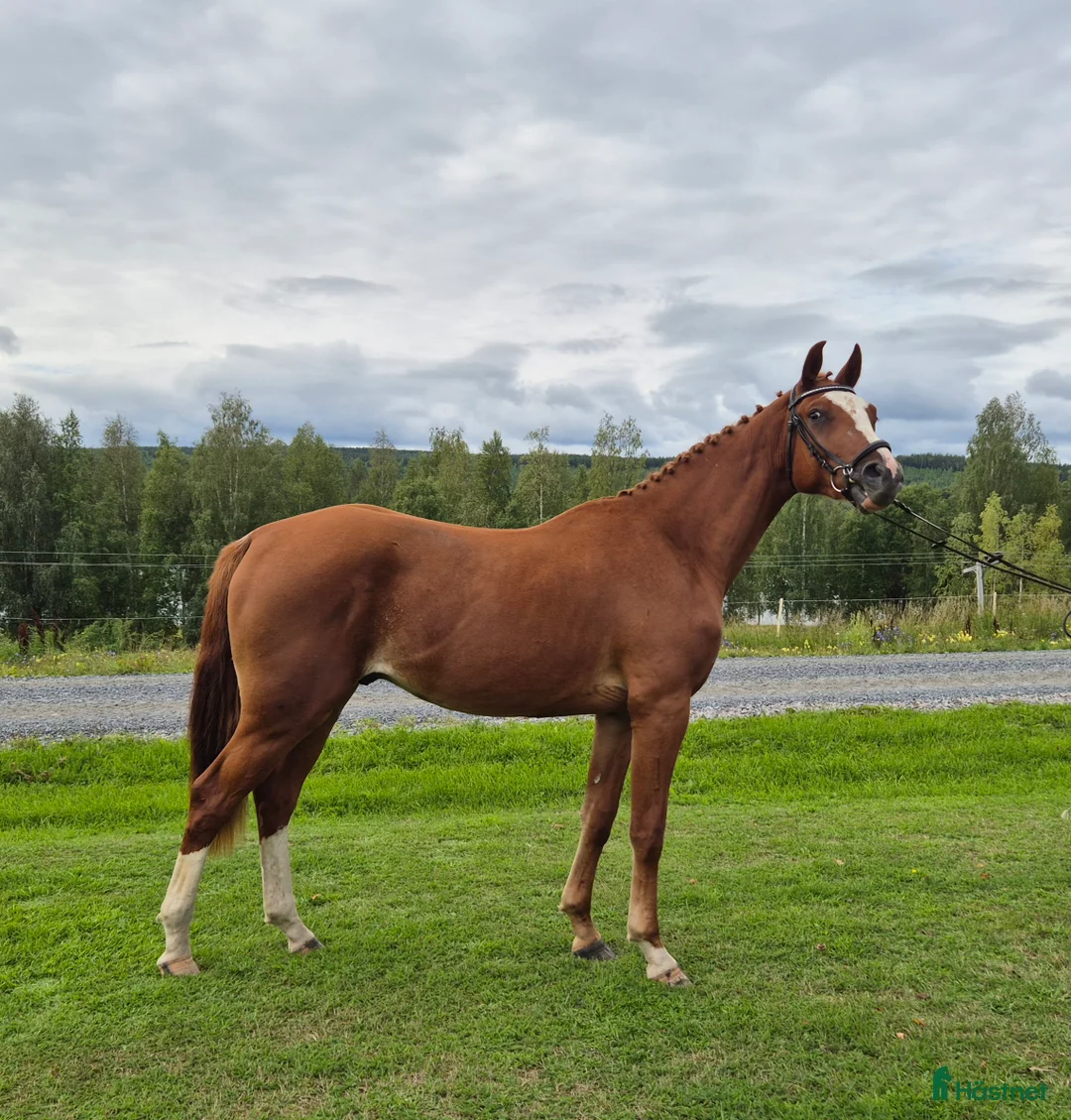 Hoppning hästar till salu: Trevlig valack e. Heartbeat i Boden - Annons 1