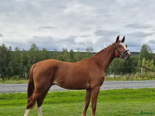 hästar Trevlig valack e. Heartbeat i Boden - Annons 4