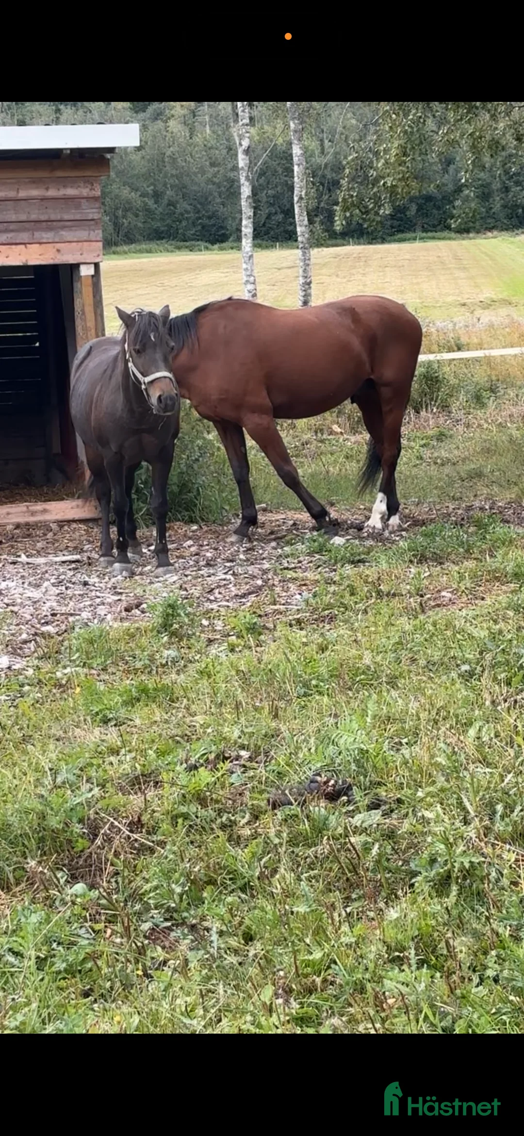 Sällskap hästar till salu: Ponny till sällskap i Alnö - Annons 1