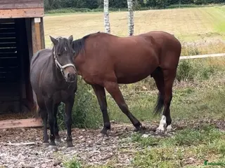 hästar Ponny till sällskap i Alnö - Annons 4