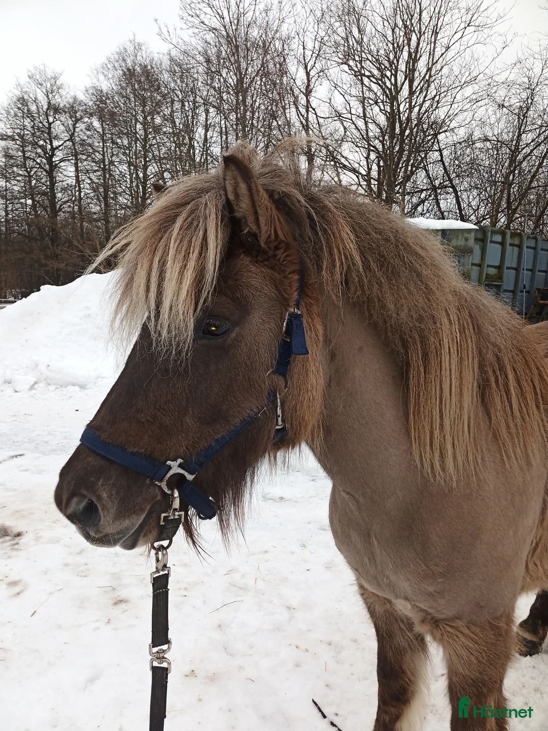 Island hästar till salu: Arbetsvilligt sto med fina gångarter, fler bilder. - Annons 7