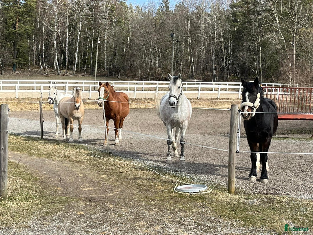  stallplats finnes: Stallplats Ursvik, Sundbyberg i Sundbyberg - Annons 1